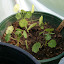 Nasturtium 'Jewel Mix'