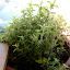 Oregano