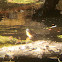 Blanding's Turtle
