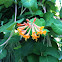 Scarlet honeysuckle vine