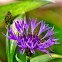 Centaurea cyanus - Búzavirág
