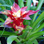 Bromelia