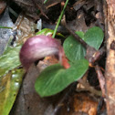 Helmet Orchid