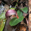 Helmet Orchid