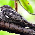 Lesser Nighthawk