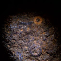 Crinoid Fossil