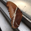 Brown Siproeta