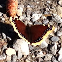Mourning Cloack Butterfly