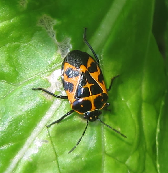 Harlequin Cabbage Bugs Project Noah