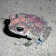 Asian Common Toad