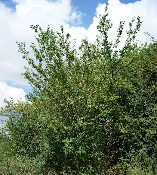 Spotting Image 1