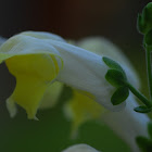 yellow snapdragon