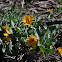 Arrowleaf balsamroot