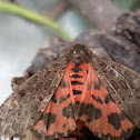 Moth