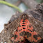Moth
