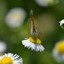 American Copper