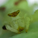 Flower "crab" Spider
