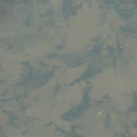 Tadpole