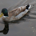 Mallard Duck