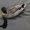 Mallard Duck