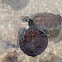 Green sea turtle