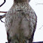 Juvenile Cooper's hawk