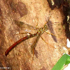 Giant Ichneumon wasp, male