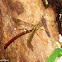 Giant Ichneumon wasp, male