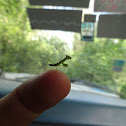 Mantis religiosa