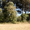 Alzina, Encina, Holm Oak