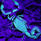 scorpion