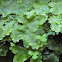 Liverwort