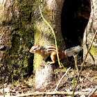 Eastern chipmunk