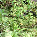 banded water snake