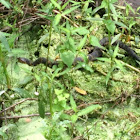 banded water snake