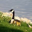 Canada Goose
