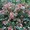 Beauty bush
