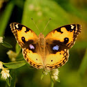 Yellow pansy