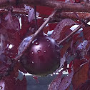 Black Cherry