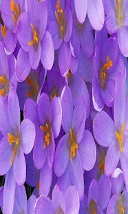 How to install Flower live wallpapers. 1.0 mod apk for laptop
