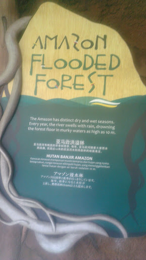 Amazon Flooded Forest