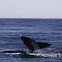 Grey Whale