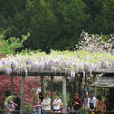 Japanese Wisteria