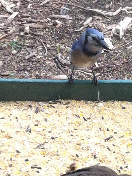 Spotting Image 1