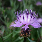 rough star-thistle; tramaladro
