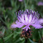 rough star-thistle; tramaladro