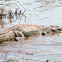 Nile Crocodile