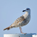 Yellow-legged Gull (juvenile)