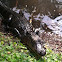 American alligator