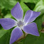 Periwinkle